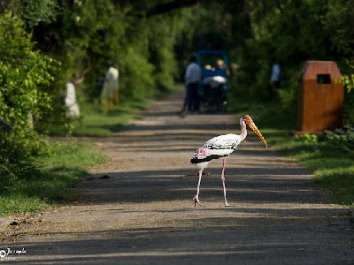 Bharatpur park